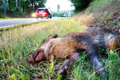 getötetes Wildschwein durch Fahrzeugverkehr